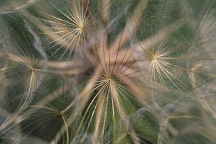 美国美术 佚名 1366548[植物] 