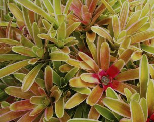 美国美术 佚名 1366672[植物] 