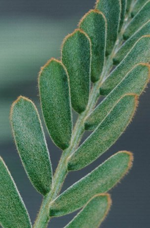 美国美术 佚名 1366310[植物] 