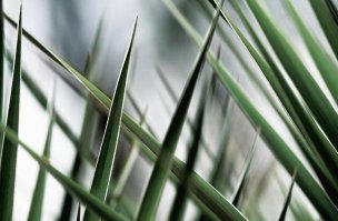 美国美术 佚名 1366311[植物]
