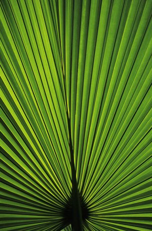 美国美术 佚名 1366335[植物]