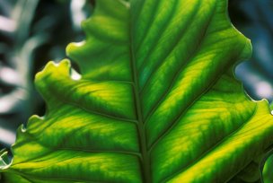 美国美术 佚名 1366329[植物]