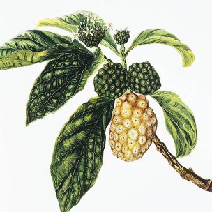 美国美术 佚名 1366106[植物]