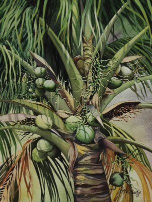 美国美术 佚名 1362478[植物]