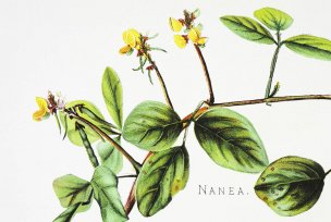 美国美术 佚名 1362447[植物]