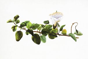 美国美术 佚名 1362443[植物]
