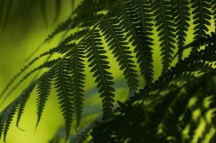美国美术 佚名 1362061[植物]