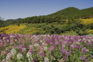 美国美术 佚名 1362222[风景]