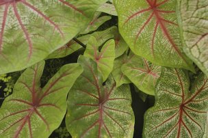 美国美术 佚名 1362026[植物] 