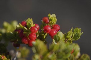 美国美术 佚名 1362050[植物]