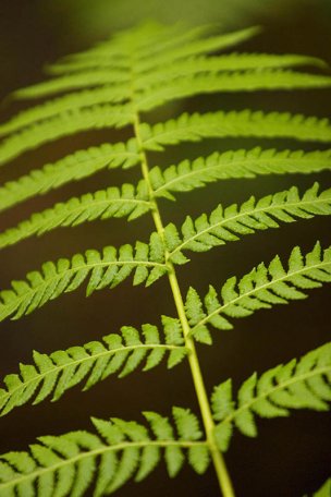 美国美术 佚名 1362065[植物]