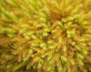 美国美术 佚名 1362056[植物]