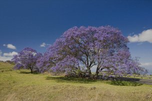 美国美术 佚名 1362010[风景]