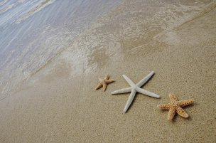 美国美术 佚名 1354277[贝壳]
