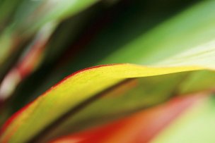 美国美术 佚名 1354147[植物]
