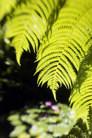 美国美术 佚名 1354143[植物]