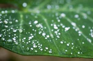 美国美术 佚名 1354123[植物]
