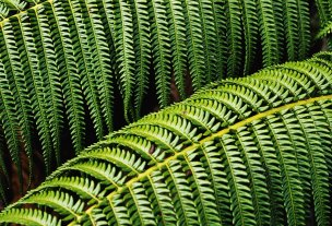 美国美术 佚名 1343453[植物]