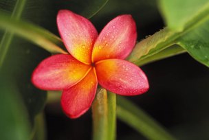 美国美术 佚名 1327266[蝴蝶] 