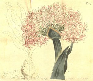 美国美术 佚名 11505[美艳]