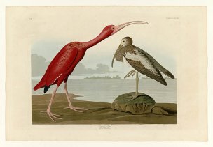 美国鸟类谱图 奥·杜邦 397_Scarlet_Ibis[鸟类图谱] 
