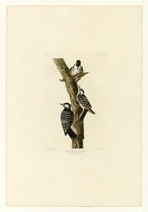 美国鸟类谱图 奥·杜邦 389_Red-Cockaded_Woodpecker[鸟类 