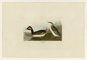 美国鸟类谱图 奥·杜邦 404_Eared_Grebe[鸟类图谱] 