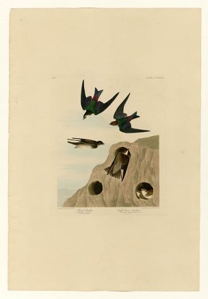 美国鸟类谱图 奥·杜邦 385_I._Bank_Swallow_-_2._Viole 
