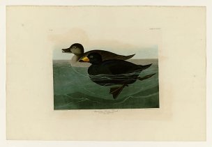 美国鸟类谱图 奥·杜邦 408_American_Scoter_Duc[鸟类图 