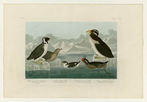 美国鸟类谱图 奥·杜邦 402_I._Black-throated_Guillemo 