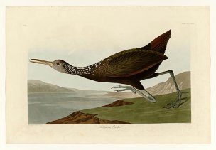 美国鸟类谱图 奥·杜邦 377_Scolopaceus_Courlan[鸟类图 