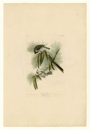 美国鸟类谱图 奥·杜邦 39_Crested_Titmouse[鸟类图谱 