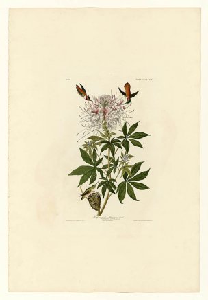 美国鸟类谱图 奥·杜邦 379_Ruff-necked_Humming-bird[鸟 