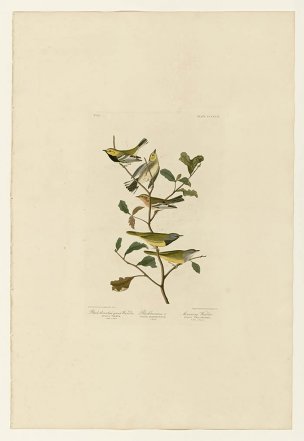 美国鸟类谱图 奥·杜邦 399_I._Black-throated_green_Wa 