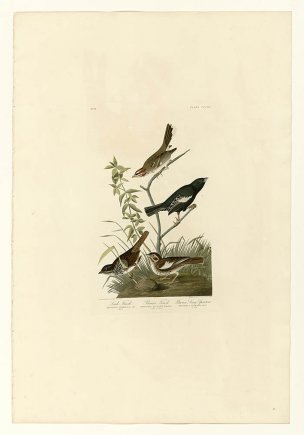 美国鸟类谱图 奥·杜邦 390_I._Lark_Finch_-_2._Prairie 