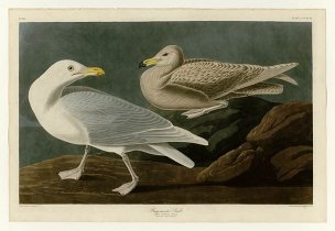 美国鸟类谱图 奥·杜邦 396_Burgomaster_Gull[鸟类图谱 