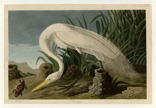 美国鸟类谱图 奥·杜邦 386_White_Heron[鸟类图谱] 