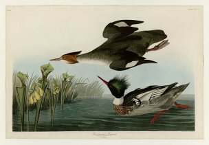 美国鸟类谱图 奥·杜邦 401_Red-breasted_Merganser[鸟类 