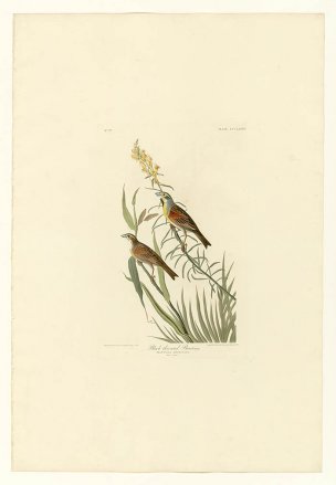 美国鸟类谱图 奥·杜邦 384_Black-Throated_Bunting[鸟类 