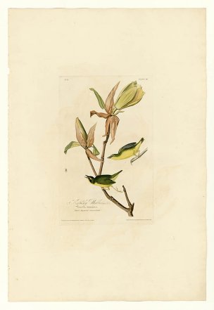 美国鸟类谱图 奥·杜邦 38_Kentucky_Warbler[鸟类图谱 