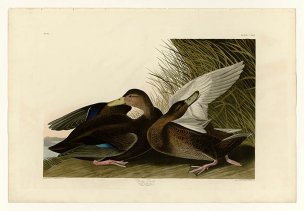 美国鸟类谱图 奥·杜邦 302_Dusky_Duck[鸟类图谱] 