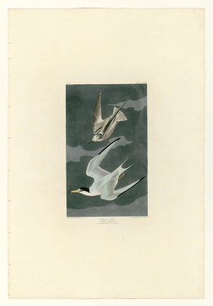 美国鸟类谱图 奥·杜邦 319_Lesser_Tern[鸟类图谱] 