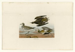 美国鸟类谱图 奥·杜邦 300_Golden_Plover[鸟类图谱 