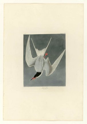 美国鸟类谱图 奥·杜邦 309_Great_Tern[鸟类图谱] 