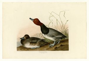 美国鸟类谱图 奥·杜邦 322_Red-headed_Duck[鸟类图谱 