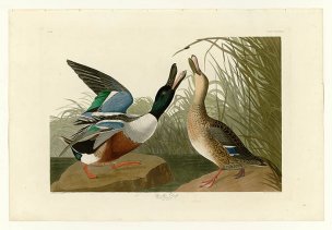美国鸟类谱图 奥·杜邦 327_Shoveller_Duck[鸟类图谱 