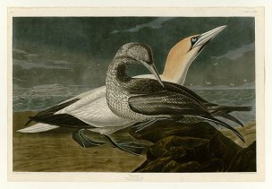 美国鸟类谱图 奥·杜邦 326_Gannet[鸟类图谱] 