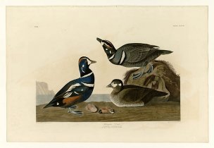 美国鸟类谱图 奥·杜邦 297_Harlequin_Duck[鸟类图谱 