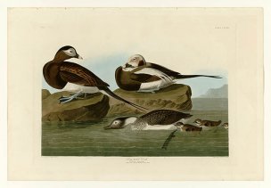 美国鸟类谱图 奥·杜邦 312_Long-tailed_Duck[鸟类图谱 