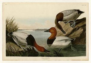 美国鸟类谱图 奥·杜邦 301_Canvas_backed_Duck[鸟类图 